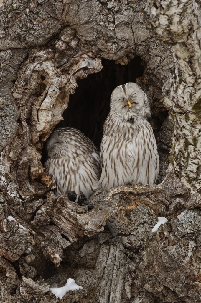 Ural owl, Ezo owl