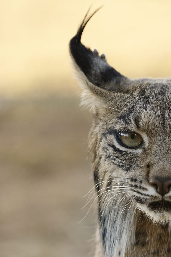 A big Spanish cat