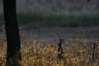 Rabbit in the Spanish sun