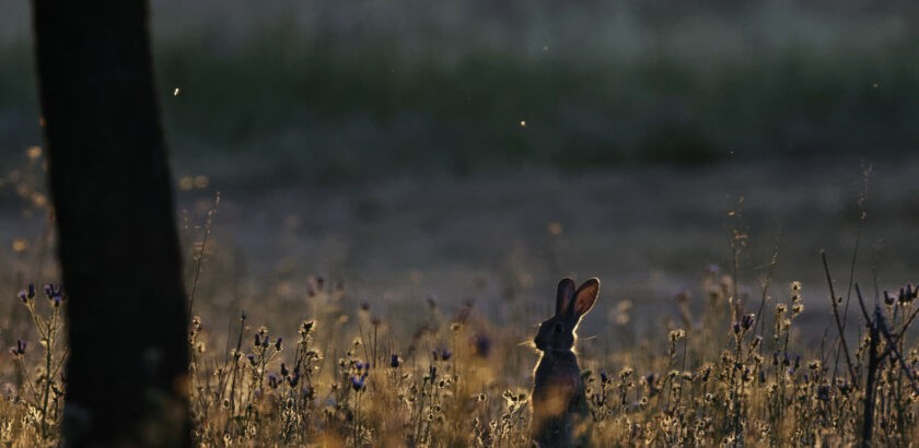 Rabbit in the Spanish sun