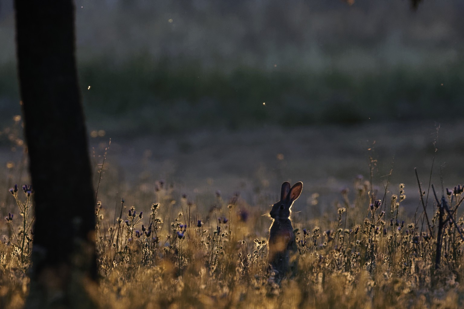 Rabbit in the Spanish sun