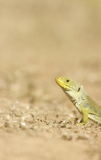 Ocellated lizard