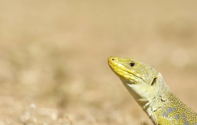 Ocellated lizard