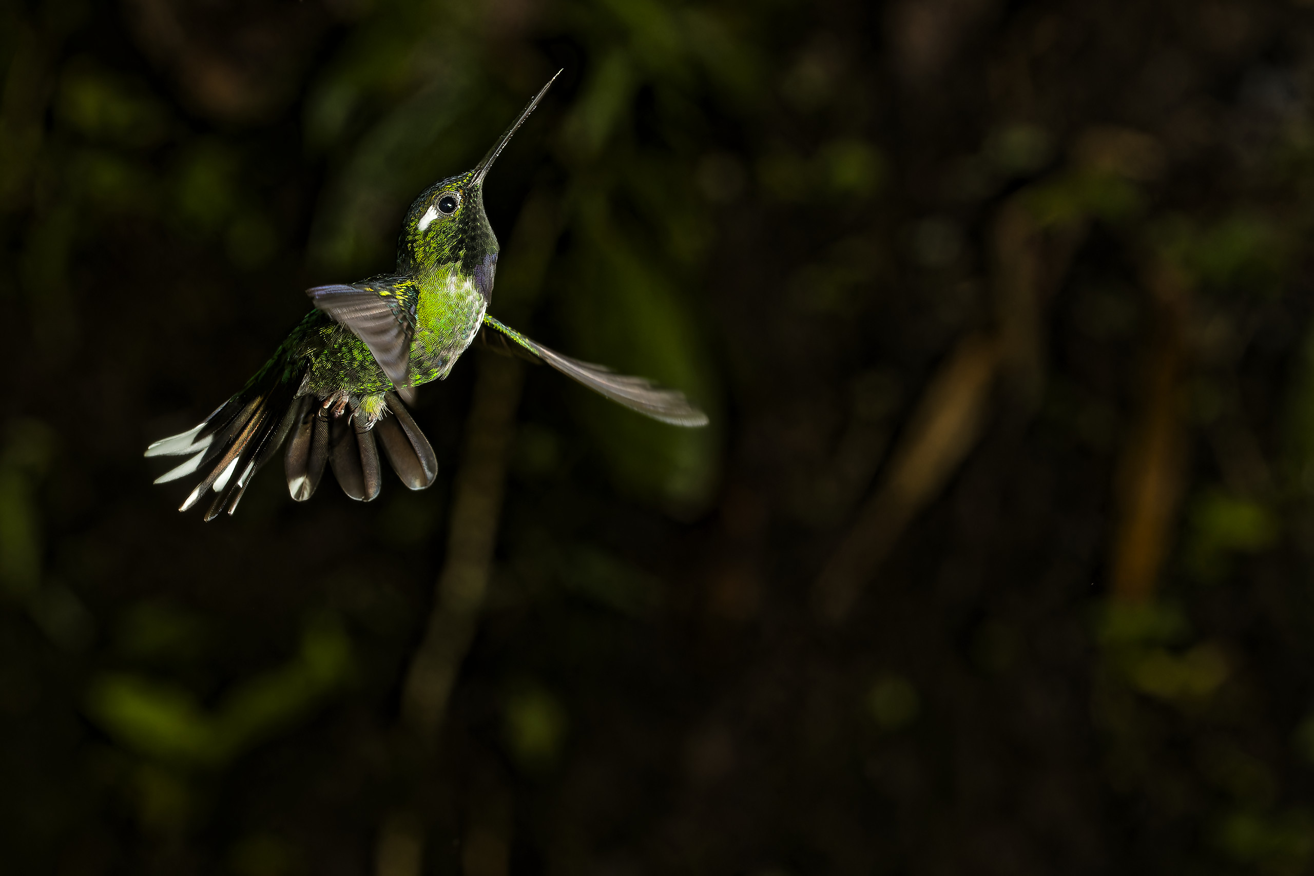 New hummingbirds