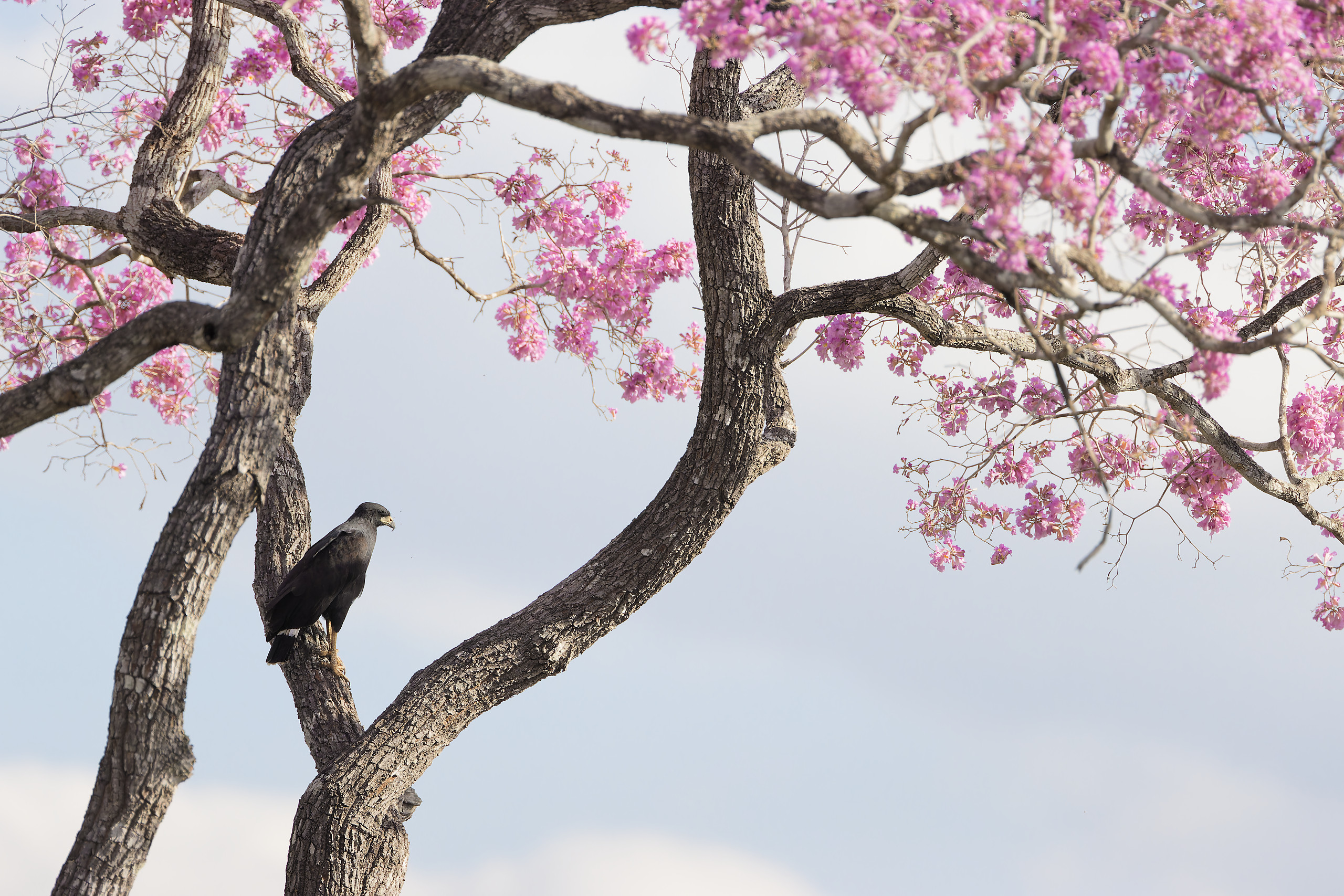 Great black hawk - Buse urubu (Buteogallus urubitinga)