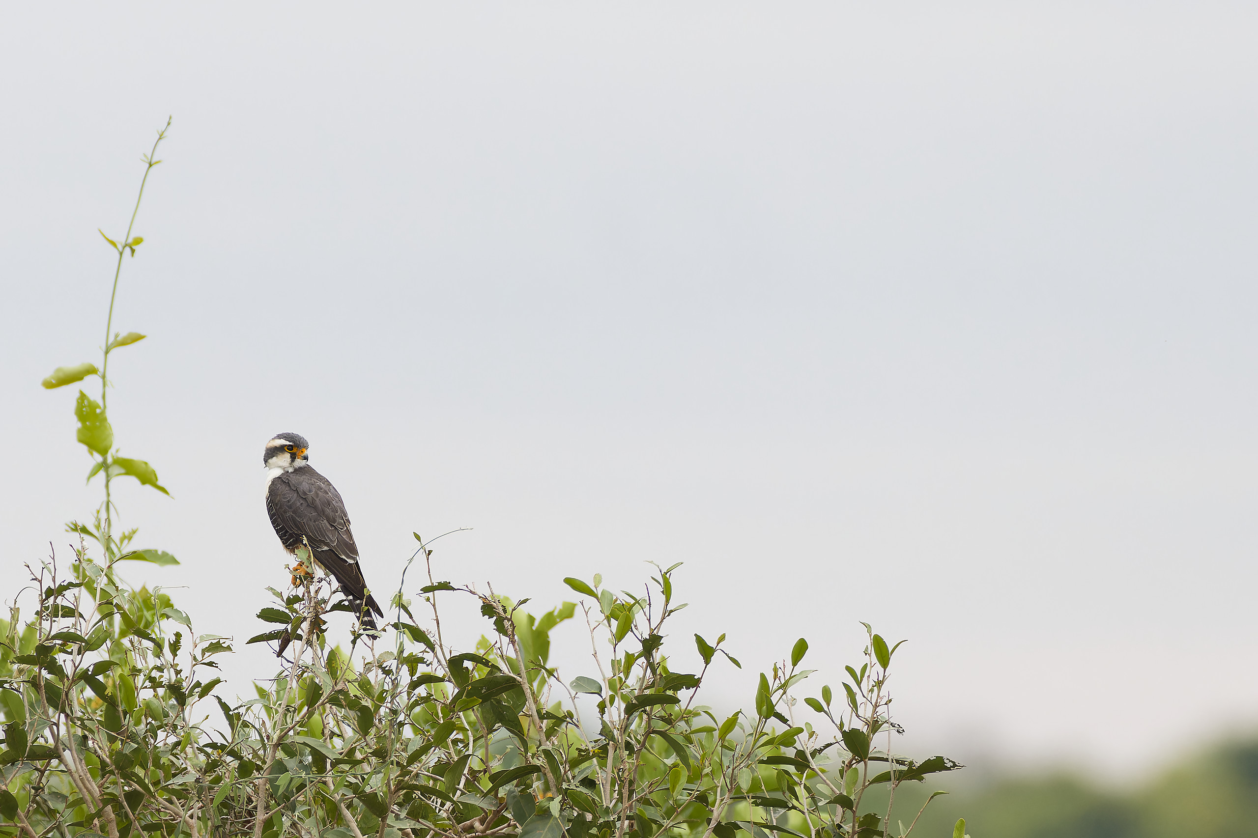 Laughing falcon - Macagua rieur (Herpetotheres cachinnans)