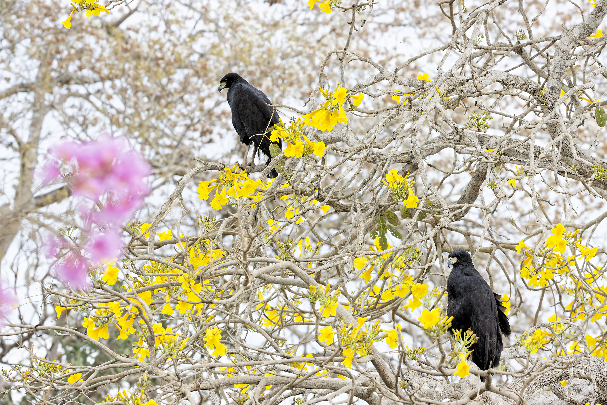 Great black hawk - Buse urubu (Buteogallus urubitinga)