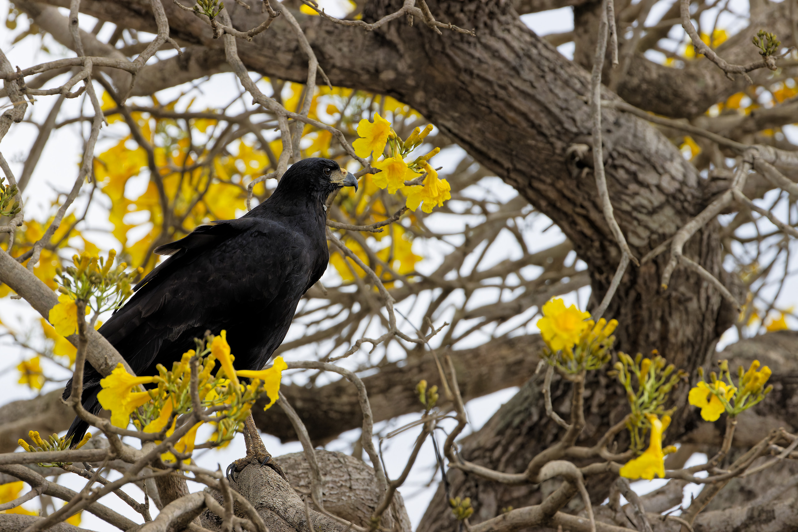 Great black hawk - Buse urubu (Buteogallus urubitinga)