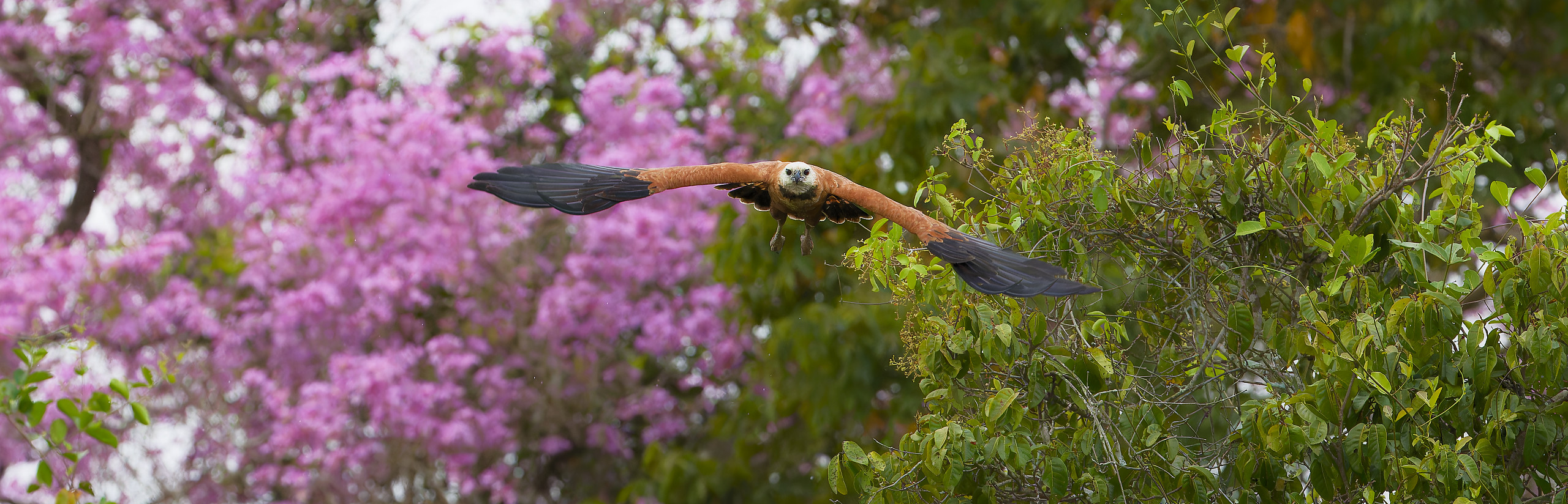 Black-collared hawk - Buse à tête blanche (Busarellus nigricollis)