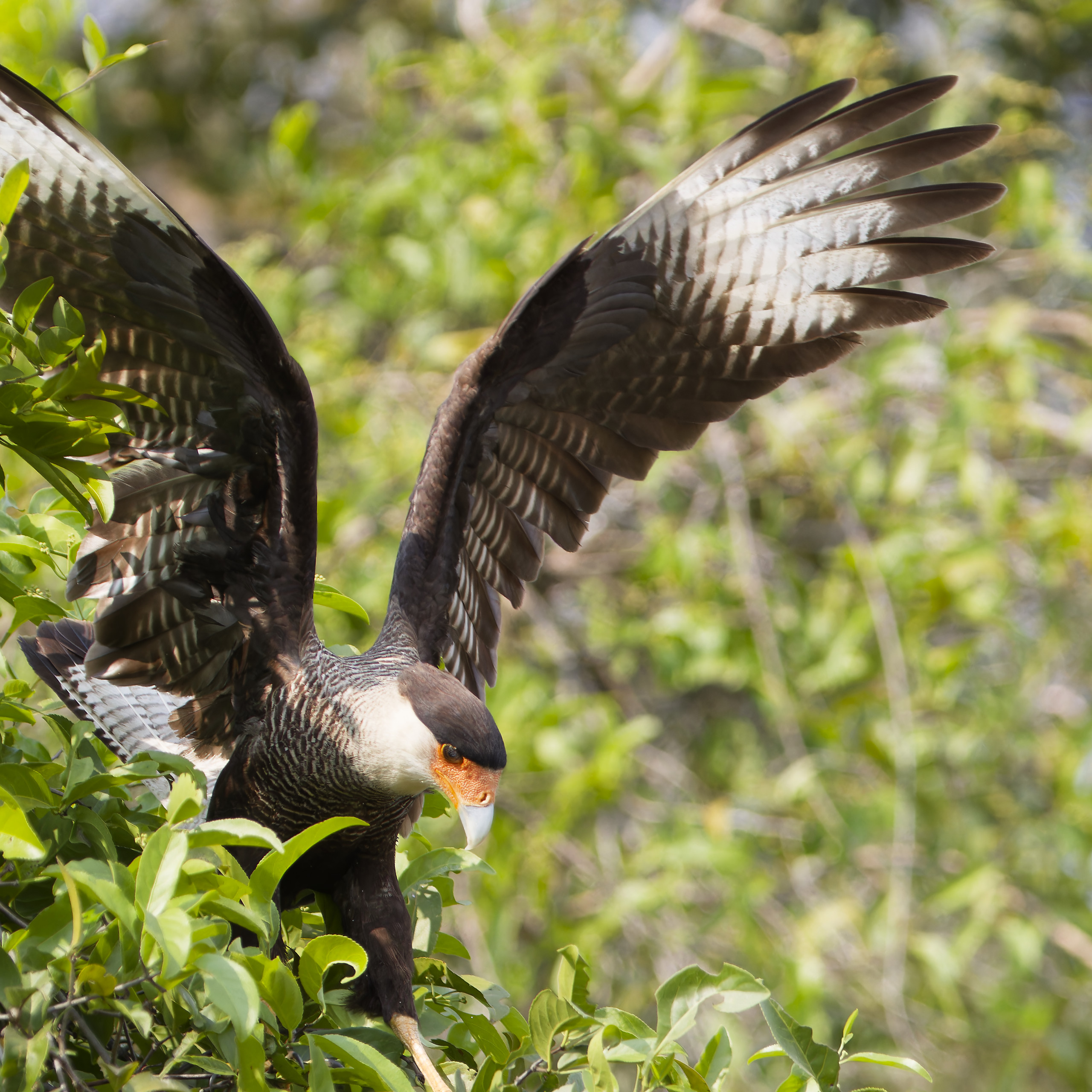 Crested caracara - Crested Caracara (Caracara plancus)