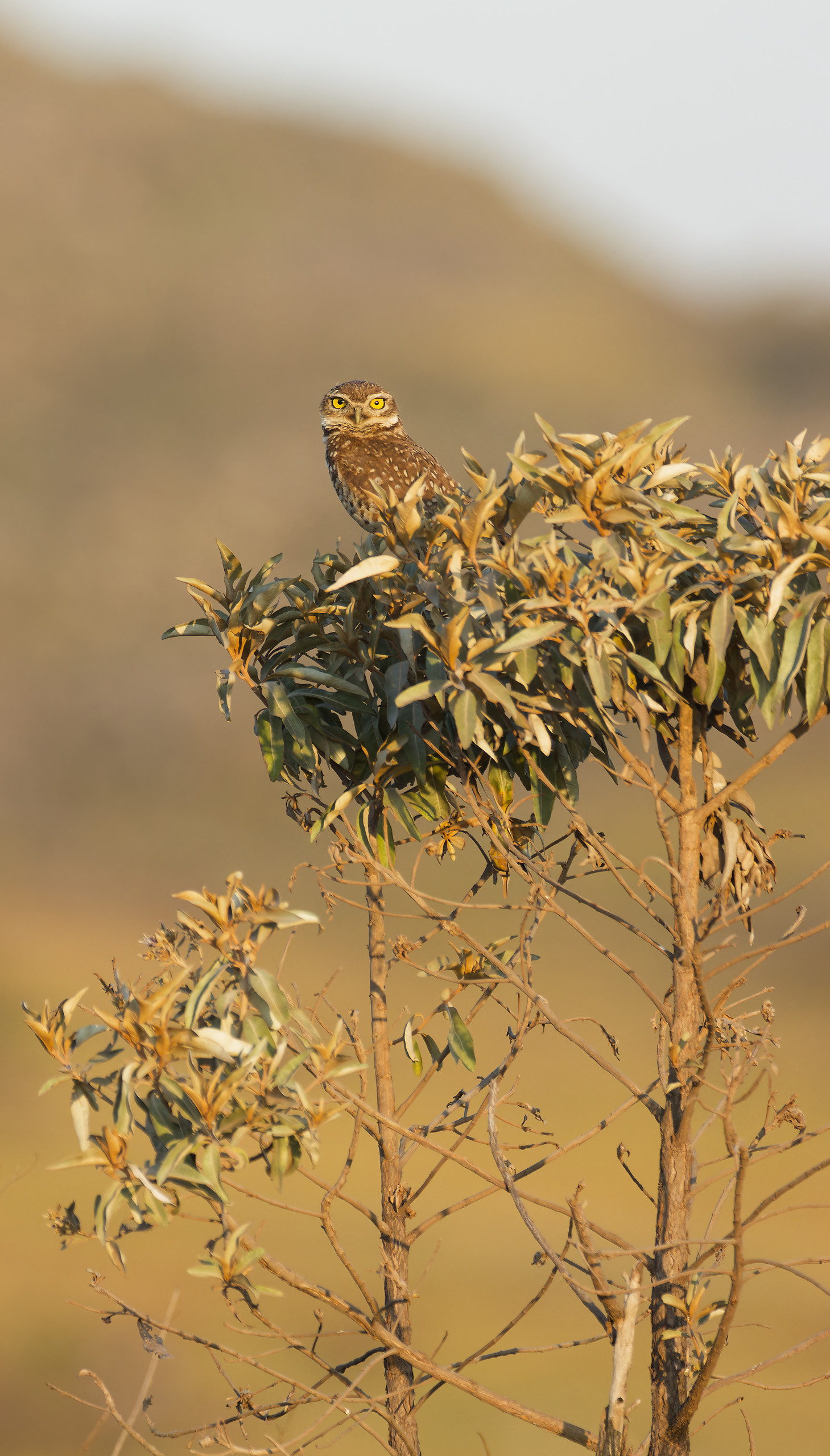 Burrowing owl - Chevêche ou chouette des terriers (Athene cunicularia)