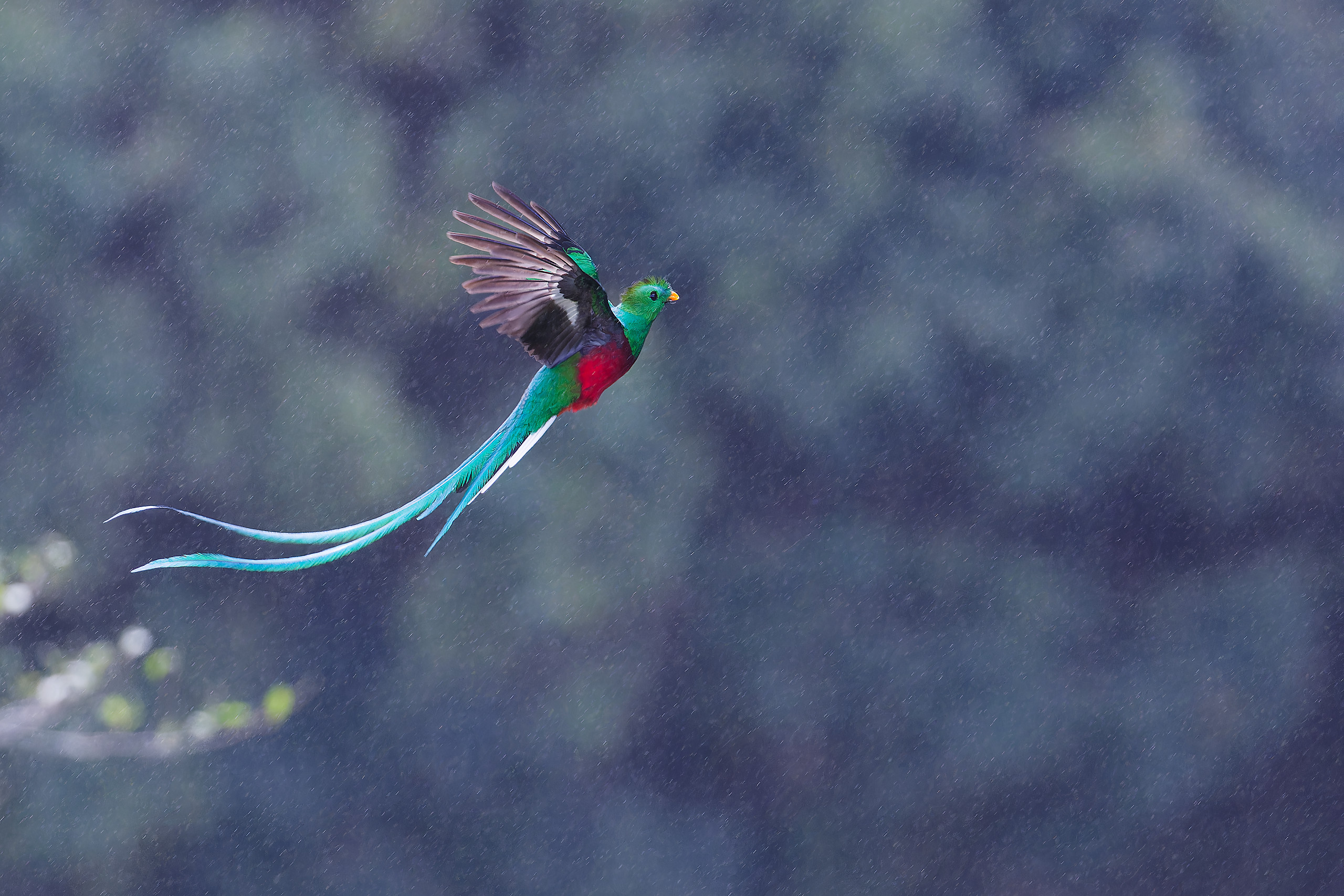 Resplendent Quetzal