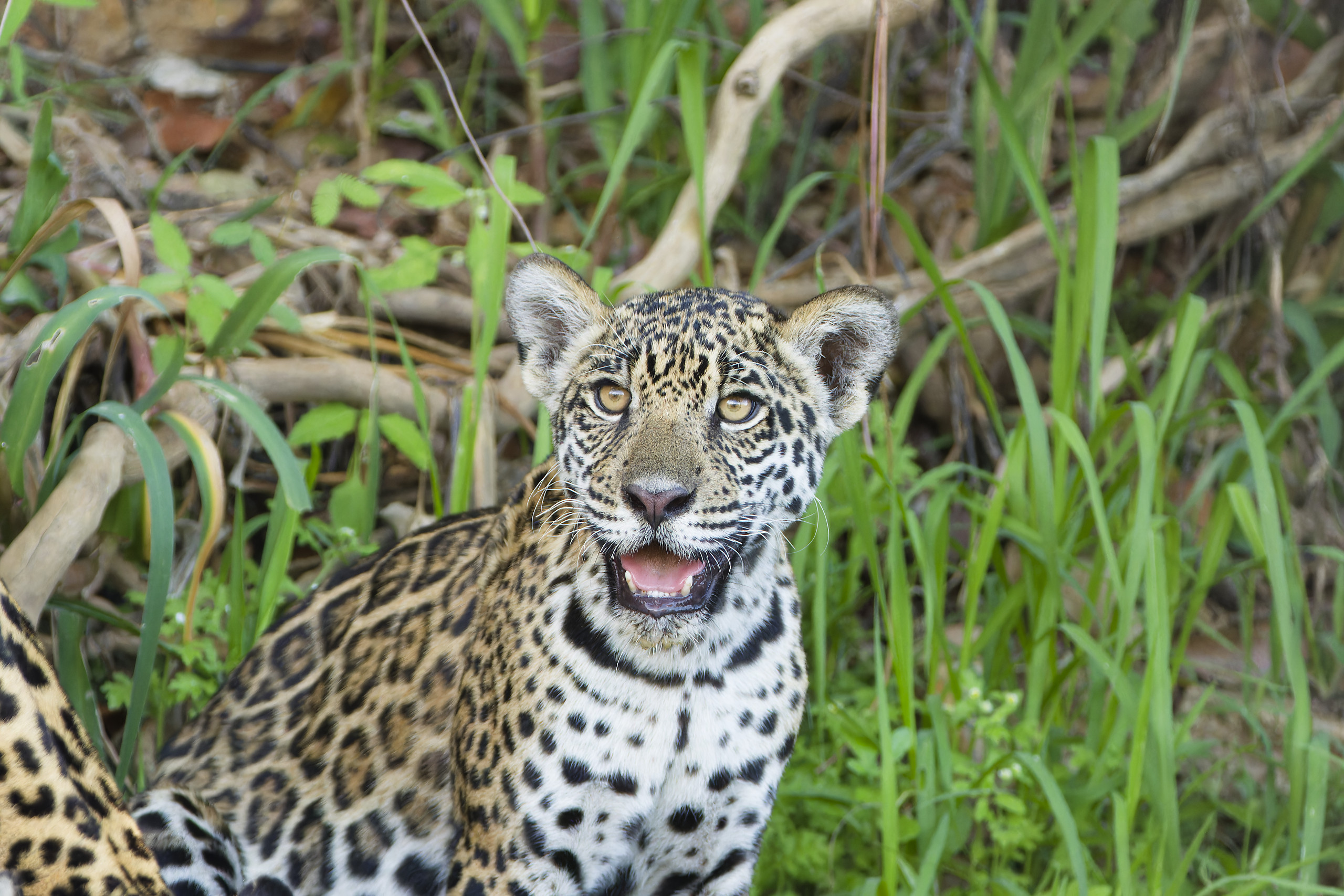 Jaguars from Pantanal