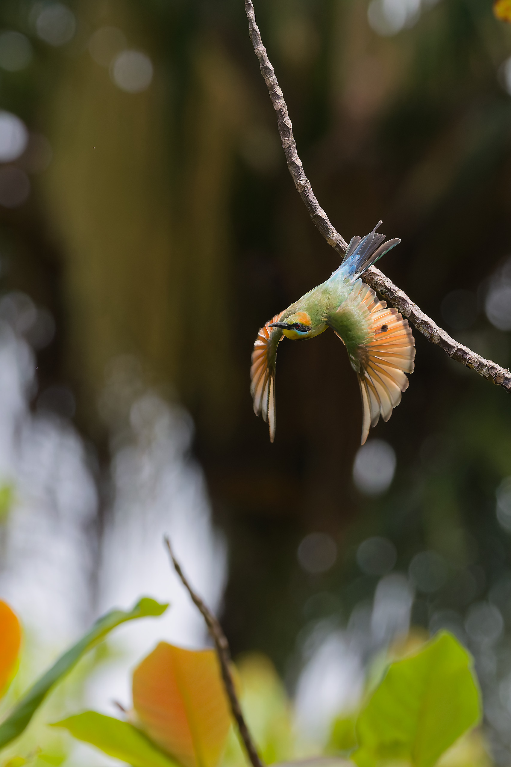 Rainbow bee-eaters