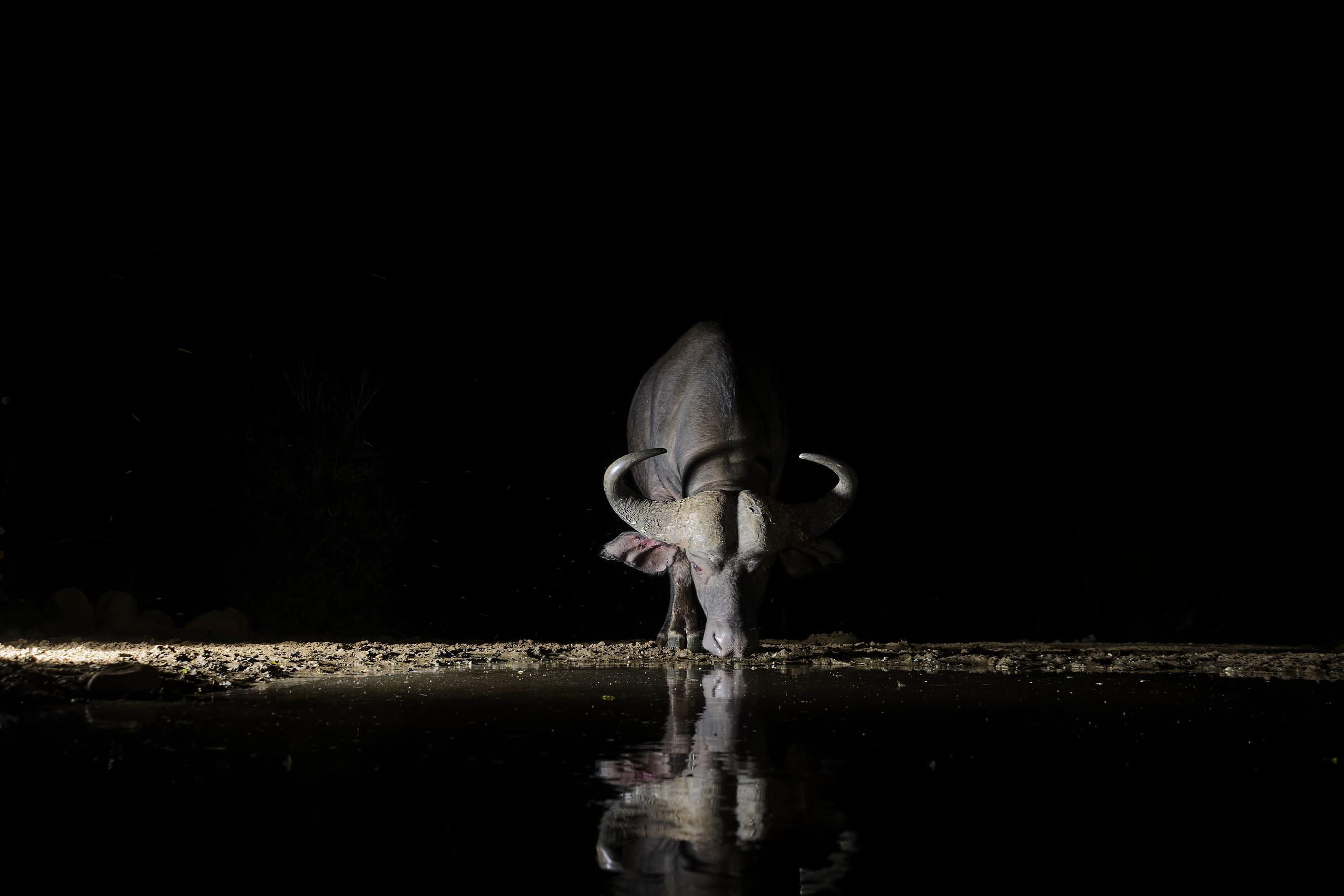 Black buffalos in the night