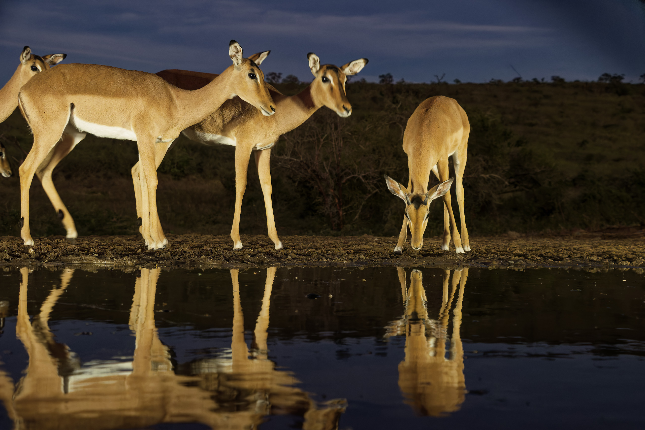 Impalas