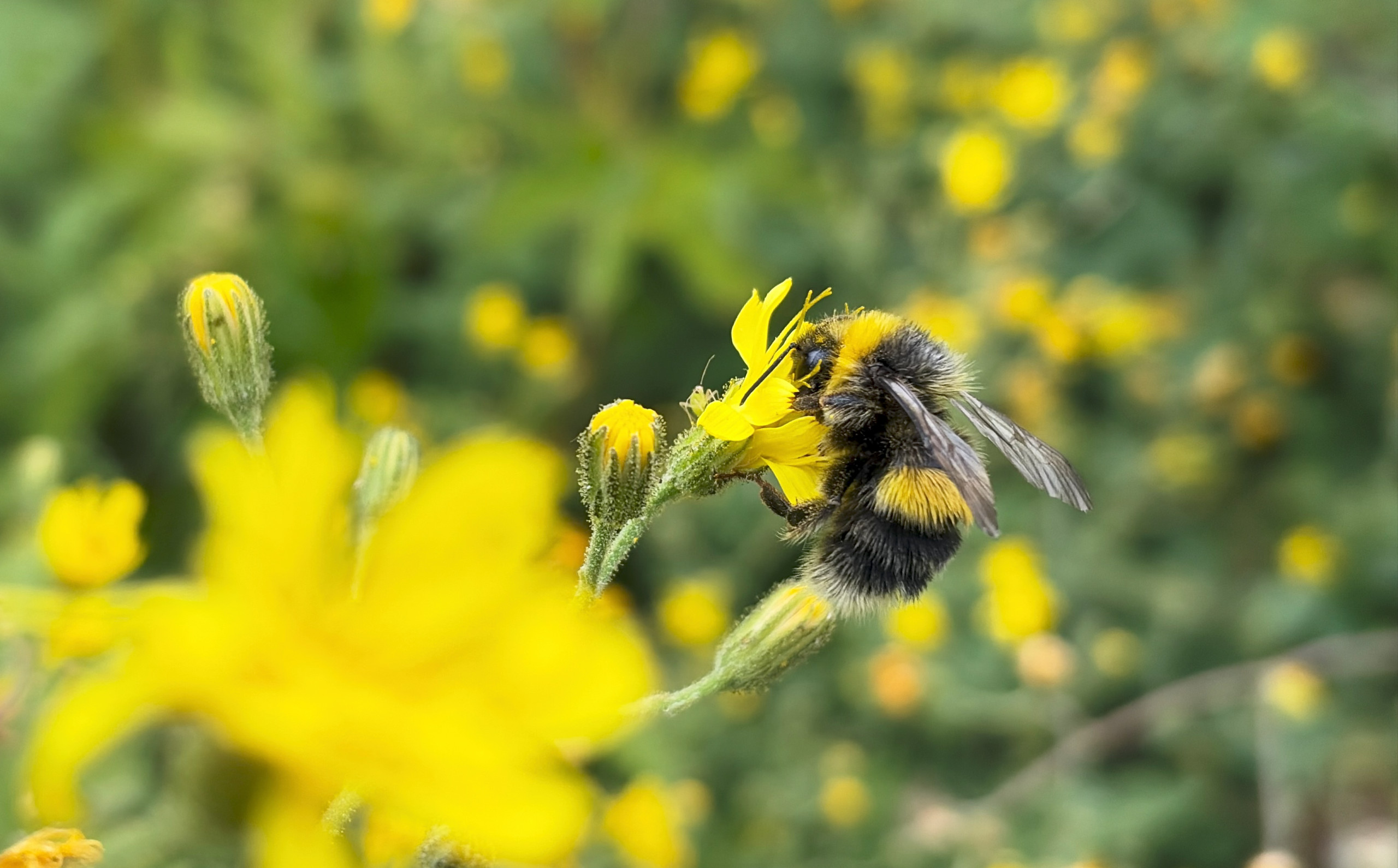 Bumblebees