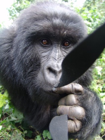 Congo gorilla and camera strap