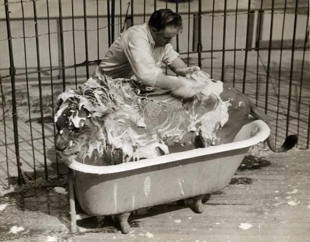 Le lion au bain
