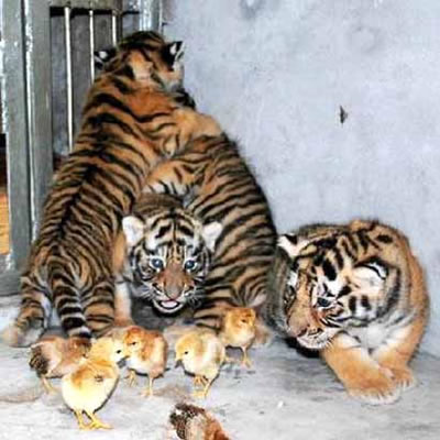 Tigres et poussins