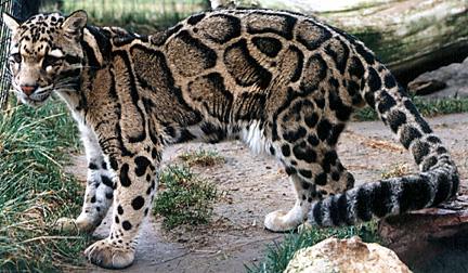 Nouvelle espèce de léopard à Bornéo
