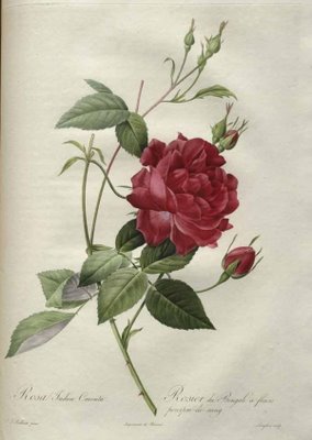 Pierre-Joseph Redouté (1759-1840) - Les roses