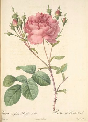 Pierre-Joseph Redouté (1759-1840) - Les roses