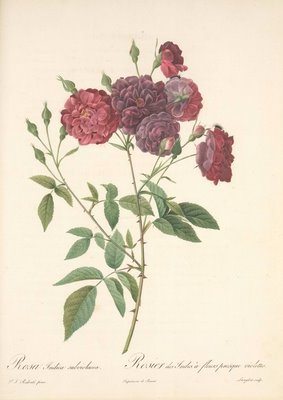 Pierre-Joseph Redouté (1759-1840) - Les roses