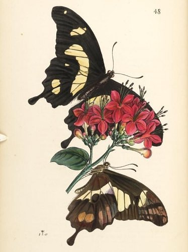 John Obadiah Westwood (1805-1893) - Arcana Entomologica
