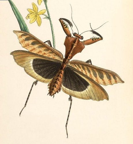 John Obadiah Westwood (1805-1893) - Arcana Entomologica