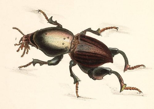 John Obadiah Westwood (1805-1893) - Arcana Entomologica