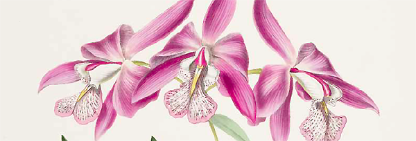 Laelia Majalis