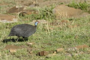 Helmeted Guineafowl (Copyright 2008 Yves Roumazeilles)