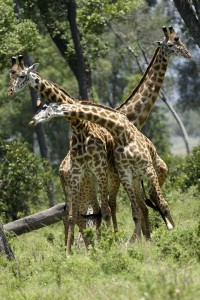 Combat de girafes - Copyright 2008 Yves Roumazeilles