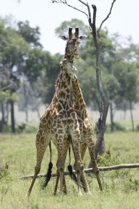 Combat de girafes - Copyright 2008 Yves Roumazeilles