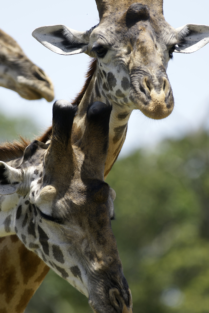 Girafes du Kenya