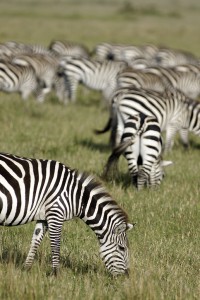 Burchell's zebras (Copyright 2008 - Yves Roumazeilles)