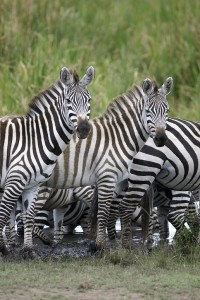 Burchell's zebras (Copyright 2008 - Yves Roumazeilles)