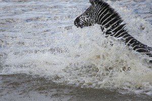 Burchell's zebras, crossing (Copyright 2008 - Yves Roumazeilles)