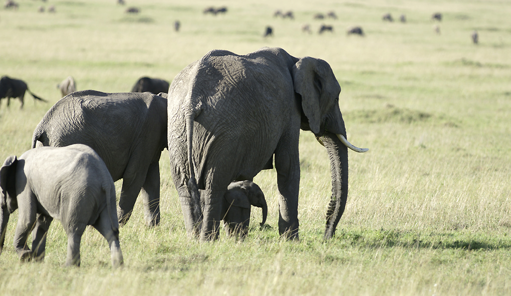 Bébé éléphant