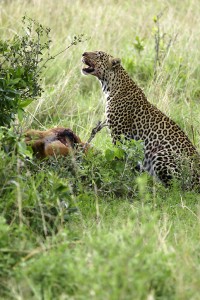 Leopard in front of the tree - Copyright (C) 2008 Yves Roumazeilles