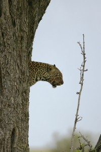 Leopard in a tree - Copyright (C) 2008 Yves Roumazeilles