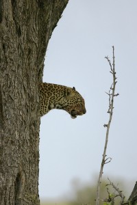 Léopard dans un arbre - Copyright (C) 2008 Yves Roumazeilles