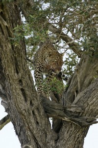 Leopard in a tree - Copyright (C) 2008 Yves Roumazeilles