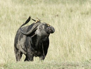 Buffle Buffle - Copyright 2008 Y.Roumazeilles