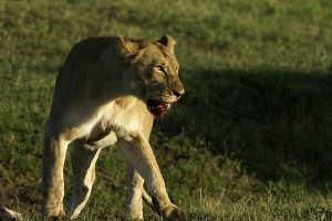 Le repas de la lionne