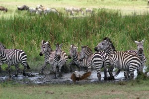 Burchell's zebras and Hammerkop (Copyright 2008 - Yves Roumazeilles)