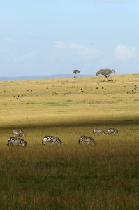 Zebras on the Musiara plains (Copyright 2008 Yves Roumazeilles)