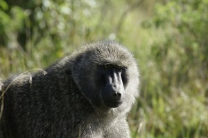 Male Baboon - Copyright (C) 2008 Yves Roumazeilles