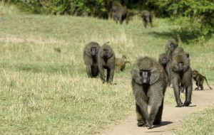 Guinea Baboon - Copyright (C) 2008 Yves Roumazeilles